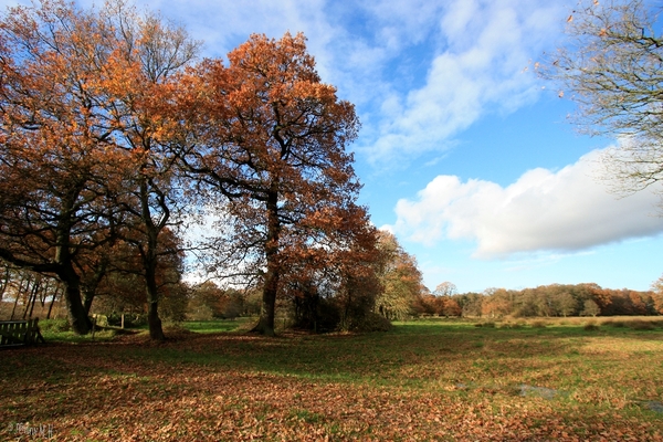 Smeerling herfst 113 Large e-mail view