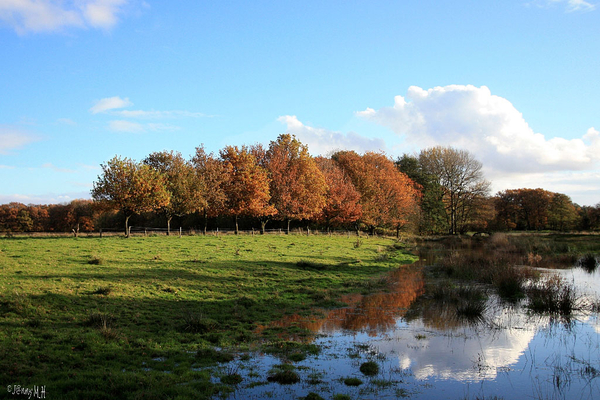 Smeerling herfst 200 Large e-mail view