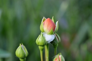 bijen bloemen 204