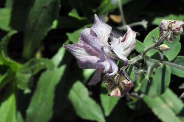 Tuin bloemen 027