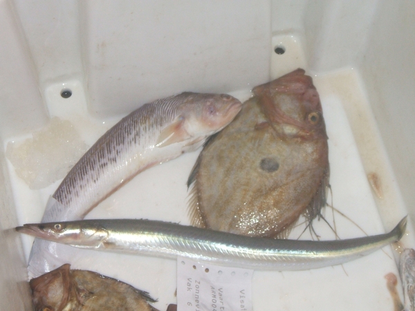 Eberhardt junius 2009 098