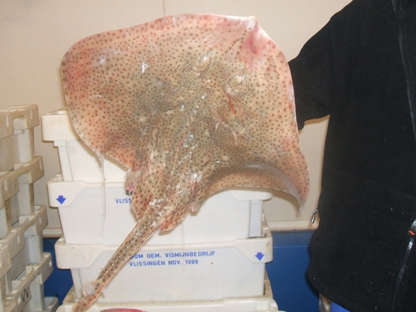 Eberhardt junius 2009 099