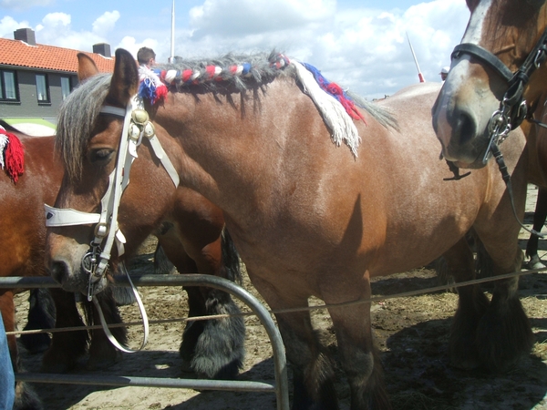 Eberhardt junius 2009 443