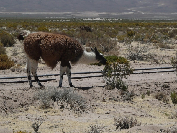 Uyuni en zouvlakte (11) (Large)