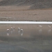 Uyuni en zouvlakte (65) (Large)