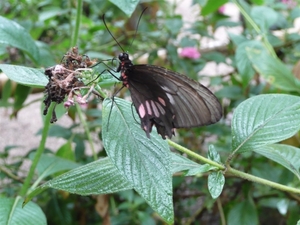 Vlindertuin (4) (Large)