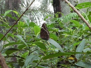 Vlindertuin (7) (Large)