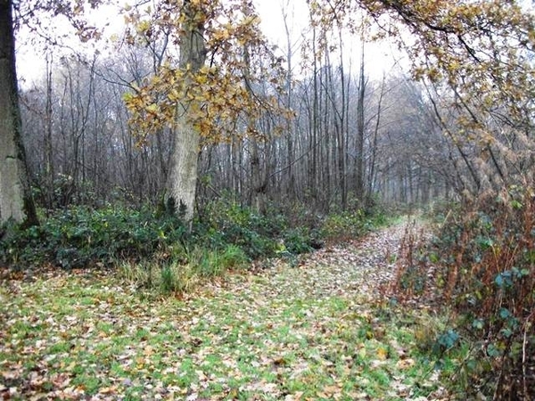 22-Natuurgebied-Biezenweiden