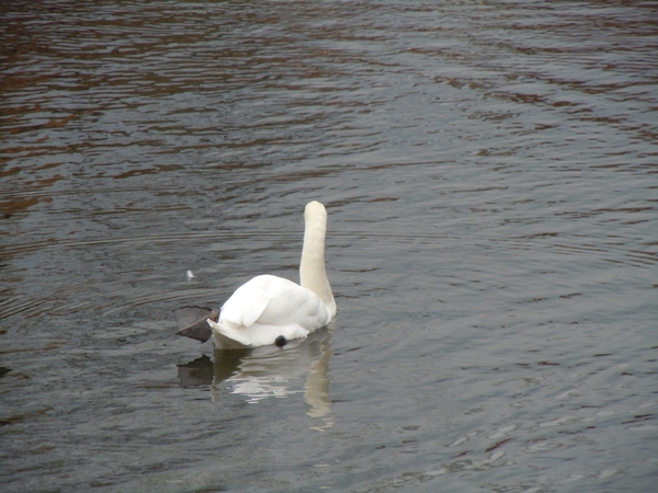 Brugge 5-12-2011 043