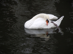 Brugge 5-12-2011 044