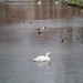 Brugge 5-12-2011 045