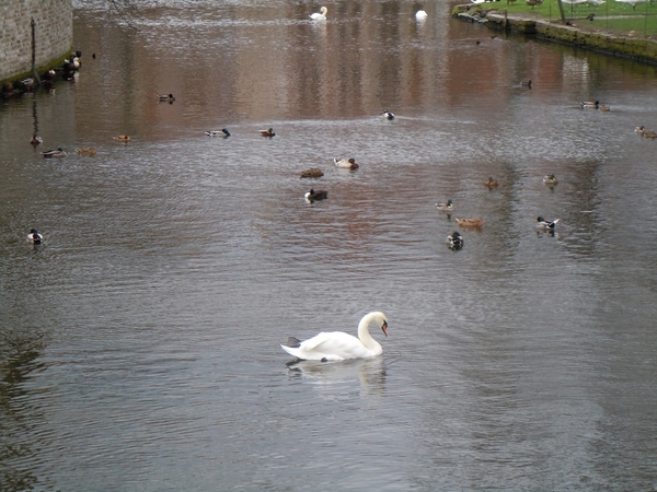 Brugge 5-12-2011 045