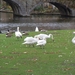 Brugge 5-12-2011 052