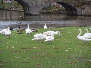 Brugge 5-12-2011 052