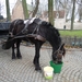 Brugge 5-12-2011 058