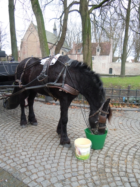 Brugge 5-12-2011 058