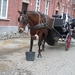 Brugge 5-12-2011 060