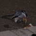 DSCN3222