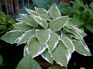 hosta