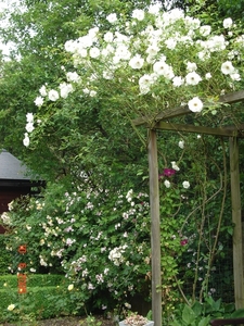 rusten onder de rozen