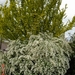 spirea