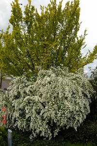 spirea