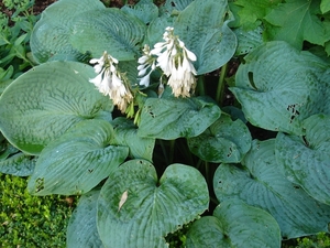 hosta
