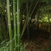 bamboe tuin