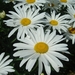 margrieten
