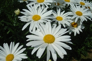 margrieten