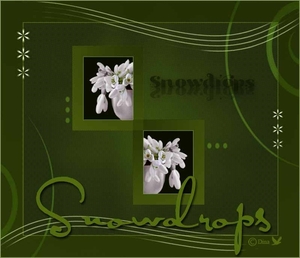 Snowdrops