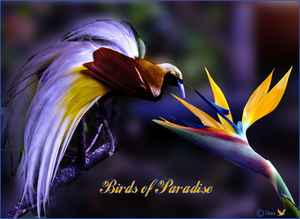 Bird of Paradise (van foto een achtergrond maken )