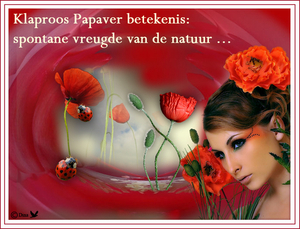 Klaproos papaver De betekenis.