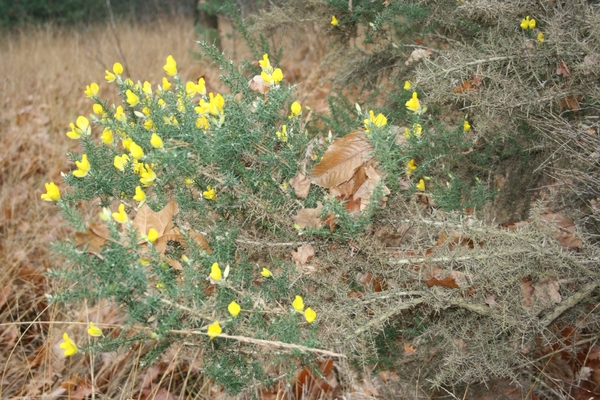 boshuis ontbijt 023