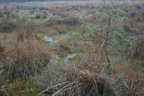 boshuis ontbijt 025
