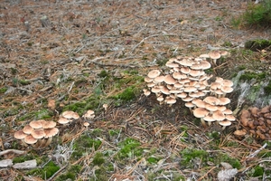 boshuis ontbijt 028