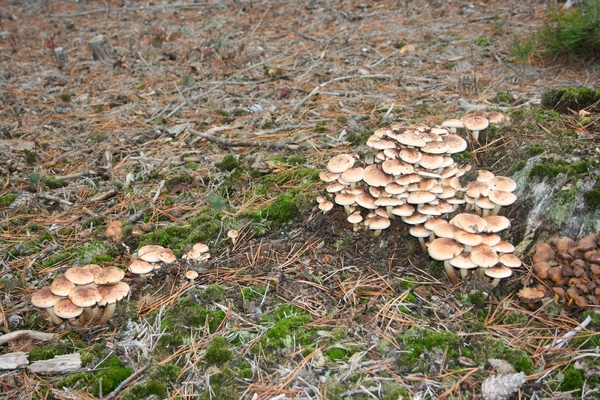 boshuis ontbijt 028