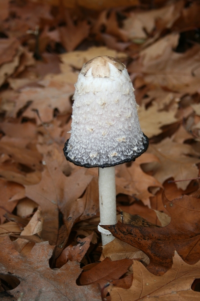 boshuis ontbijt 031