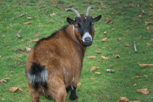 boshuis ontbijt 032