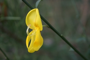 boshuis ontbijt 034