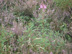 LUNEBURGER HEIDE 24TM 28082011 020