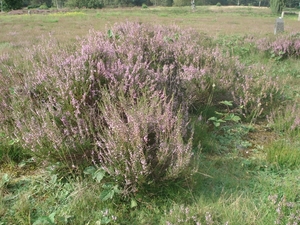 LUNEBURGER HEIDE 24TM 28082011 029