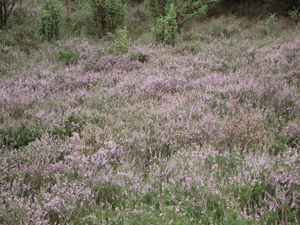 LUNEBURGER HEIDE 24TM 28082011 053