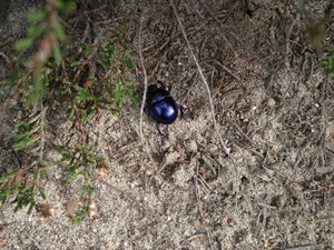 LUNEBURGER HEIDE 24TM 28082011 056