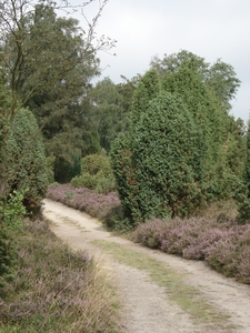 LUNEBURGER HEIDE 24TM 28082011 059