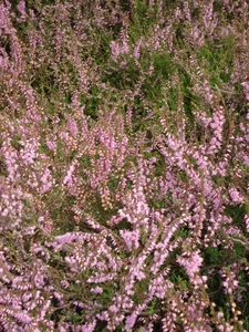 LUNEBURGER HEIDE 24TM 28082011 060