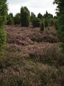 LUNEBURGER HEIDE 24TM 28082011 061