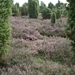 LUNEBURGER HEIDE 24TM 28082011 062