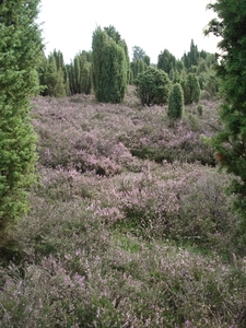 LUNEBURGER HEIDE 24TM 28082011 062