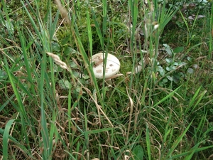 LUNEBURGER HEIDE 24TM 28082011 105